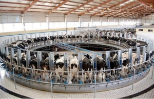 16.09.2014 - La vérité sur l’élevage industriel : extraits du livre « Eating Animals » de Jonathan Safran Foer