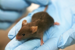 15.09.2016 - Des chercheurs parviennent à reproduire des souris sans ovocytes, une première 