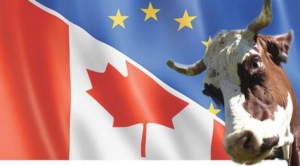 06.02.2017 - Le CETA menace de déstabiliser l’élevage en Europe