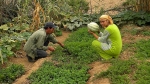 01.07.2016 - Maroc : la permaculture sort un village de la misère