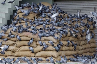 08.06.2015 - L’Etat Islamique a interdit l’élevage de pigeons car voir les parties génitales des oiseaux est contre l’Islam donc haram