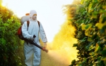 04.06.2016 - Stupeur : de plus en plus de pesticides tueurs d’abeilles