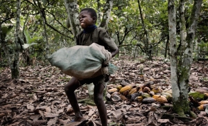 15.10.2015 - Nestlé: mettez fin à l’exploitation d’enfants dans votre chaîne d'approvisionnement de cacao !