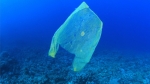 20.06.2016 - Les plastiques biodégradables ne peuvent pas se décomposer dans l'océan