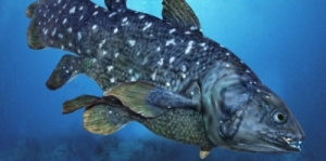 08.03.2015 - L'un des plus vieux poissons du monde est menacé par un port en Tanzanie