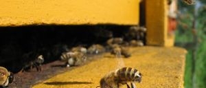 11.09.2014 - Monsanto perd face aux apiculteurs yucatèques