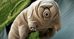 23.09.2016 - Le Tardigrade, animal indestructible qui pourrait sauver l’espèce humaine