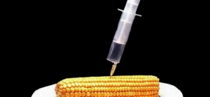 11.10.2014 - C’est confirmé : L’ADN des cultures génétiquement modifiées est transféré aux humains qui les mangent !