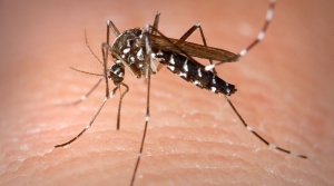 18.03.2016 - Chine : une usine va libérer 20 millions de moustiques chaque semaine 