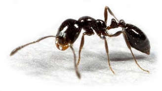 21.12.2015 - L’effet du portable sur les fourmis va vous faire froid dans le dos