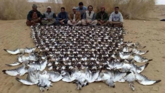 11.04.2015 - Lors d’une partie de chasse, un prince saoudien tue 2 000 oiseaux menacés d’extinction
