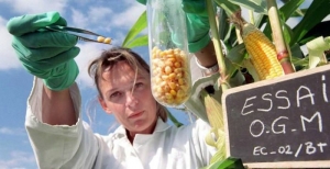13.09.2014 - Une étude russe qui prouve que les OGM stériliseront l’humanité au bout de 3 générations