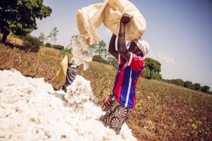15.03.2017 - Après le départ de Monsanto, les paysans burkinabè veulent reconquérir leur autonomie semencière