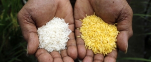 02.07.2016 - Le riz doré, objet de discorde entre Greenpeace et 110 prix Nobel 