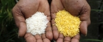 02.07.2016 - Le riz doré, objet de discorde entre Greenpeace et 110 prix Nobel 