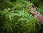 25.06.2016 - Les adolescents au Colorado fument moins de cannabis depuis la légalisation