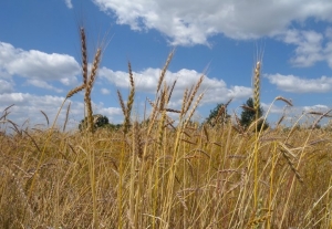 07.04.2015 - Face au changement climatique, les semences paysannes sont l’avenir de l’agriculture