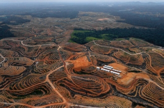 Indonésie : le grand mensonge de l’huile de palme écologique