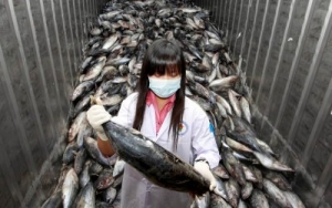 03.09.2014 - Du poisson chinois radioactif dans les assiettes des Marocains