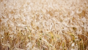 17.08.2015 - Maïs, blé... notre agriculture est en péril. Il faut stocker nos plantes comestibles