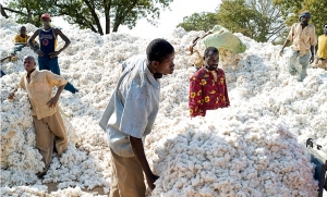 24.07.2018 - Monsanto : les semences du coton OGM appauvrissent le Burkina Faso