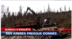 08.05.2016 - Au Québec un arbre vaut moins qu’un paquet de gomme !