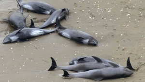 10.05.2015 - Des dauphins morts à Fukushima, les poumons irradiés