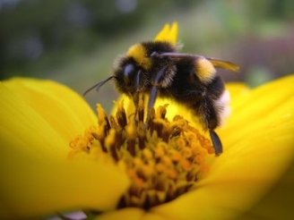 22.03.2015 - Science : les abeilles détruisent la théorie darwinienne !