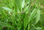 10.06.2016 - Le Plantain : cette “mauvaise herbe” est l’une des plantes médicinales les plus utiles de la planète