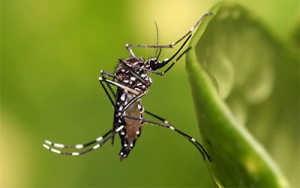 L'épicentre de l'épidémie de Zika dans la même zone où des moustiques génétiquement modifiés avaient été lâchés en 2015