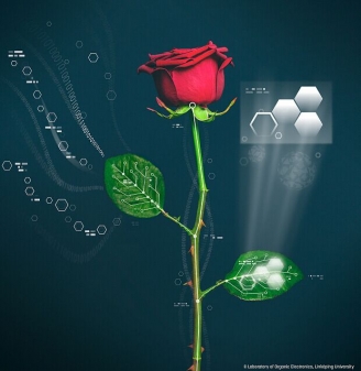 28.12.2015 -  Des chercheurs suédois ont implanté des circuits électroniques à l’intérieur d’une rose