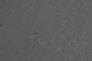 06.03.2016 - Des scientifiques ont créé des spermatozoïdes artificiels capables de produire une descendance