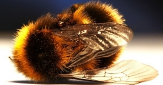 11.10.2015 - Ne laissez pas Bayer faire annuler l'interdiction des pesticides tueurs d'abeilles