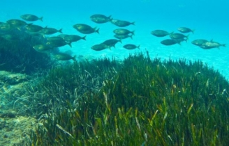 17.04.2015 - Océans: L'acidification responsable de la plus grande extinction d'espèces