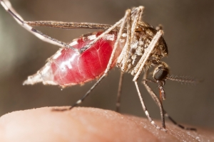 19.07.2017 - 20 millions de moustiques génétiquement modifiés ont été lâchés en Californie