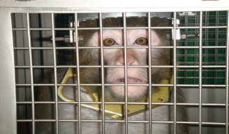 09.09.2014 - Air France transporte des singes pour le compte de laboratoires cruels