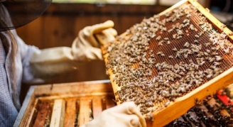 30.07.2015 - Rappel : Monsanto veut modifier génétiquement les abeilles pour qu’elles résistent à ses pesticides