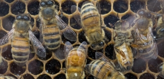 21.05.2015 - La Maison Blanche dévoile un plan pour sauver les abeilles (et pourtant elles n'ont pas de stock de pétrole)