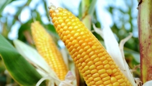 03.11.2015 - Les eurodéputés s'opposent à l'interdiction des OGM par les États membres
