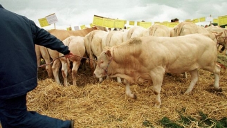 28.03.2015 - Trop d'antibiotiques dans les élevages: attention danger