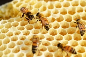 12.09.2014 - France : récolte de miel 2014 en baisse de 50 à 80%