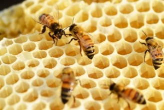 12.09.2014 - France : récolte de miel 2014 en baisse de 50 à 80%
