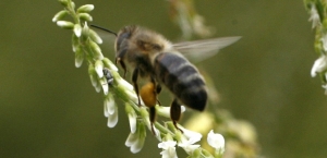 22.07.2015 - La disparition des abeilles pourrait causer des millions de morts