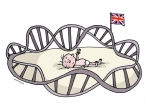 02.02.2016 - Génétique : la modification de l’ADN d’embryon humain autorisée au Royaume-Uni