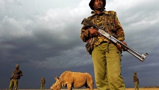 17.04.2015 - "Sudan", le dernier rhinocéros blanc du Nord mâle sous protection armée pour le protéger des braconniers