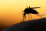 26.04.2016 - Au Brésil, des panneaux publicitaires pour piéger les moustiques