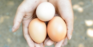 29.04.2016 - Combien d’œufs par jour