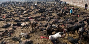 28.04.2015 - Au Népal, des centaines de milliers d'animaux sacrifiés en l'honneur d'une déesse