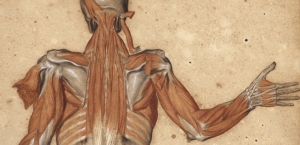 04.07.2016 - Anatomie : découverte de dessins exceptionnels du 17e siècle