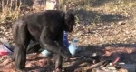 03.09.2016 - Ce bonobo peut faire son propre feu et faire cuire sa nourriture